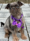 Brussels Griffon sameci tata na prodej