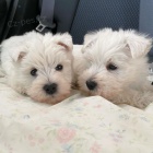 teniatka West Highland White Terriers