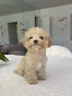 �t��ata Maltipoo