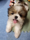 teniatka SHIH TZU