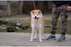 Japonsk tata Akita Inu