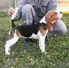 Fenka Beagle na prodej