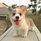 Prodm tata Pembroke Welsh Corgi