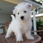 Prodm mini mini tata West Highland White Terriers