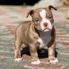 Prodm tata americkho pitbull terira