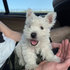 tata West Highland White Terriers