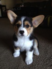 Prodm tata Pembroke Welsh Corgi