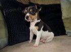 tata jack russell terira.