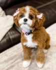 tata Cavapoo