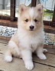 Prodm tata Pomskies (kenec sibisk husky a pomeranian)