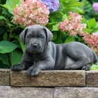 tata italskho Cane Corso