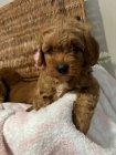 tata Cavapoo