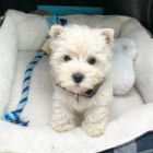 tata West Highland White Terriers