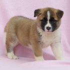 tata akita inu