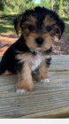 TTKO YORKIPOO