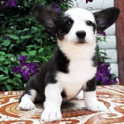 Cardigan Welsh corgi.