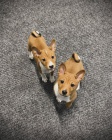 �t���tka Basenji