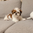 tata SHIH TZU