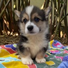 tata Pembroke Welsh Corgi