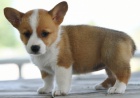 tata Pembroke Welsh Corgi