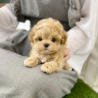 tata Maltipoo