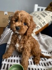 tata Cavapoo