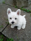 tata West Highland White Terriers