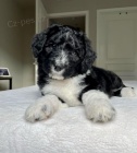 Prodm tata AUSSIEDOODLE