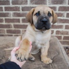 Prod�m �t��ata bullmastiffa