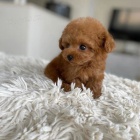 �t��ata toy pudla