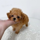 toy �t��ata pudla