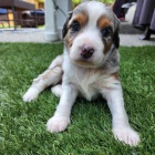 �T��ATA �ELTIPO