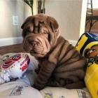 shar-pei.