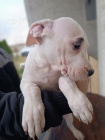 Dogo Argentino tata