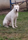 Dogo Argentino tata