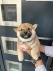 Shiba Inu tata na prodej