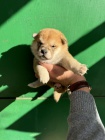 Shiba Inu tata na prodej