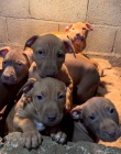 APBT ,americk pitbullterier, pittbul , pittbull terir tata