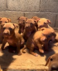 APBT ,americk pitbullterier, pittbul , pittbull terir tata