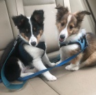 �t��ata sheltie k adopci
