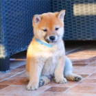 Shiba Inu tata na prodej