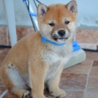 Shiba Inu tata na prodej