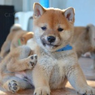 Shiba Inu tata na prodej