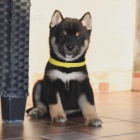 Shiba Inu tata na prodej