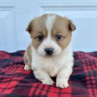 Cardigan Welsh corgi.