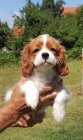 tata Kavalr King Charles Spaniel.