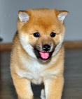 tata shiba inu