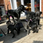 tata italskho Cane Corso