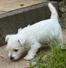 tata West Highland White Terriers