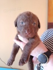 �t��ata Chesapeake Bay Retriever